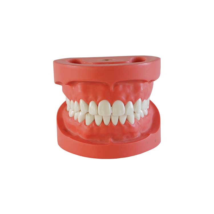  A0006 Dental Standard Study Teeth Model